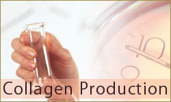 Collagen　Production